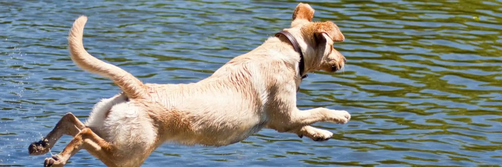 Dog Jumping into Lake